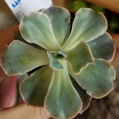 Echeveria Curly Locks