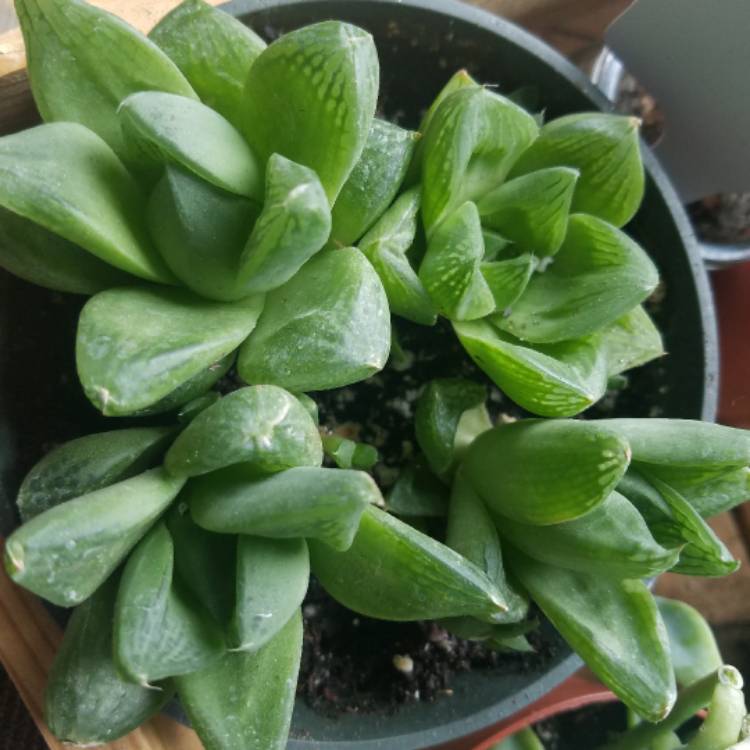 Plant image Haworthia Turgida