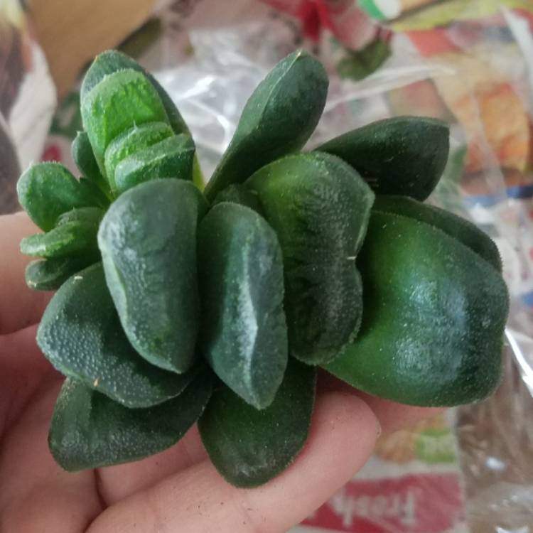 Plant image Haworthia truncata hybrid maughanii