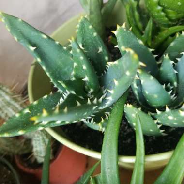 Aloe Distans