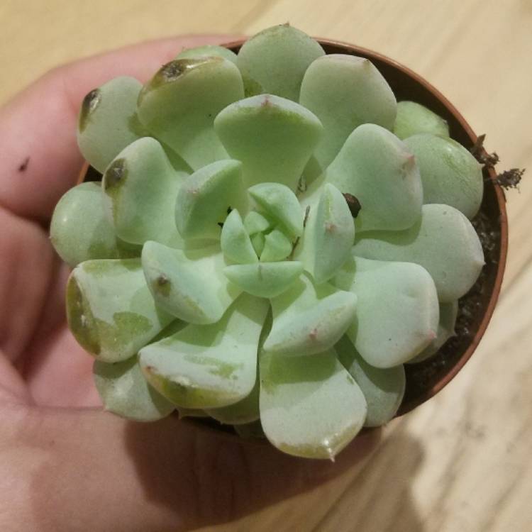 Plant image Echeveria Monroe