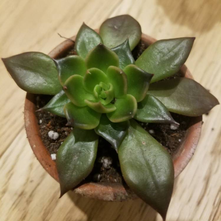 Plant image Echeveria Serrana