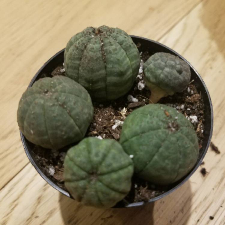 Plant image Euphorbia Obesa