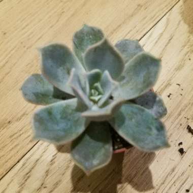 Echeveria Desmetiana v. Subsesslis