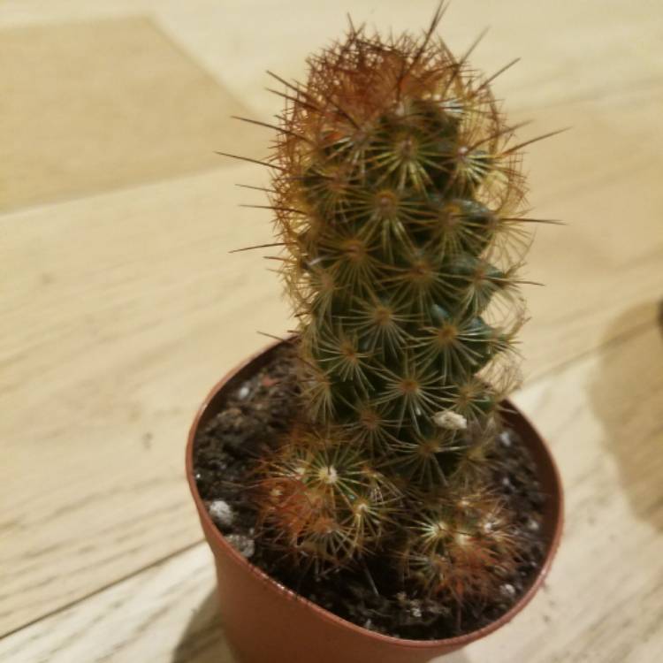 Plant image Mammillaria elongata 'Copper King'