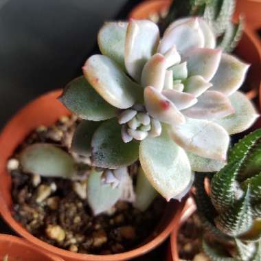 Echeveria Prolifica