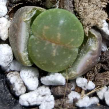 Lithops