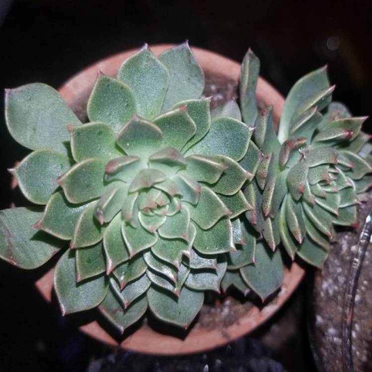 Plant image xGraptoveria Olivia