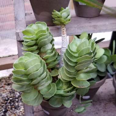 Portulaca Molokiniensis 