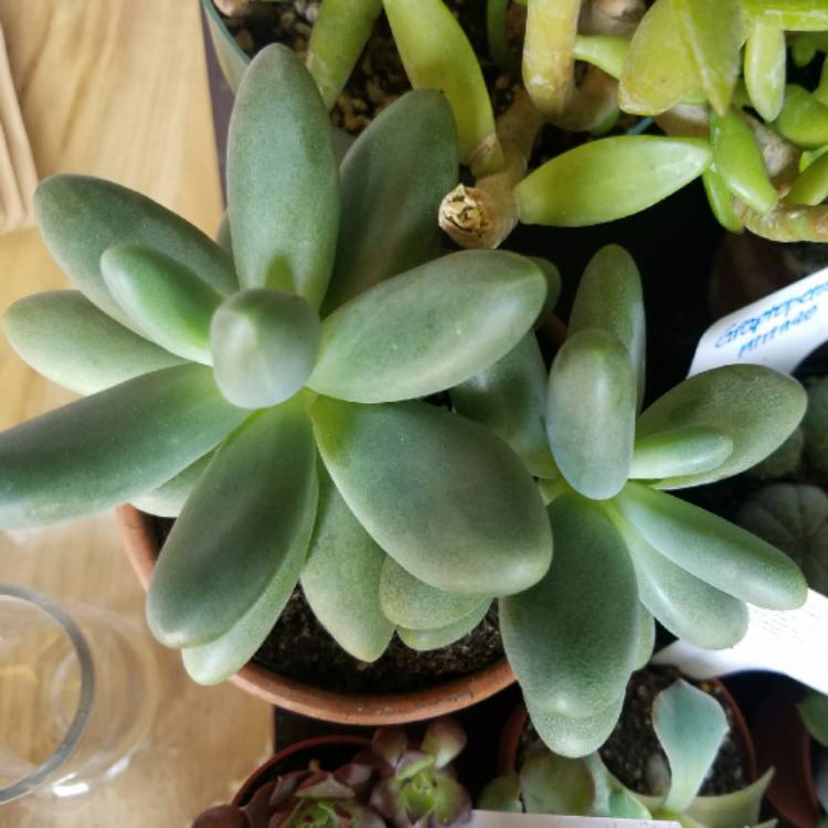 Plant image Pachyphytum fittkaui