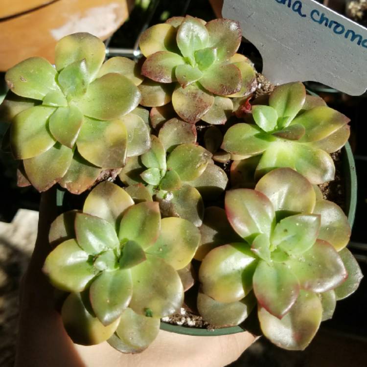 Plant image Echeveria Chroma