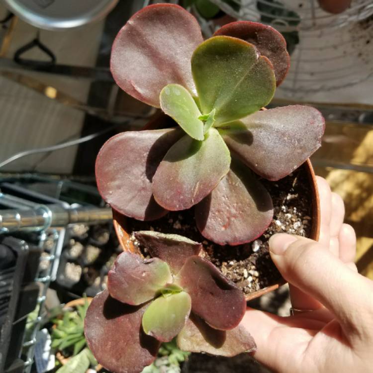 Plant image Echeveria Mahogany Rose