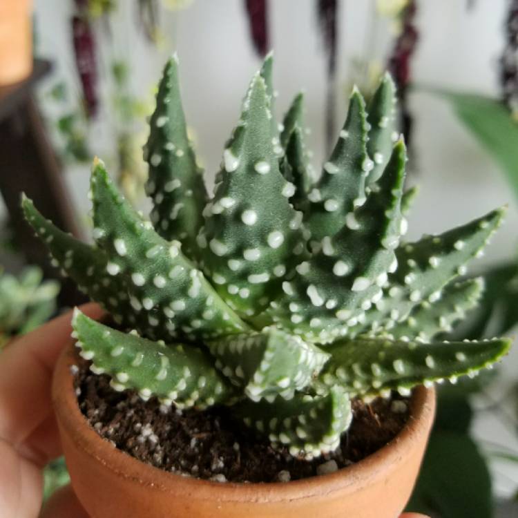 Plant image Tulista pumila syn. Haworthia pumila