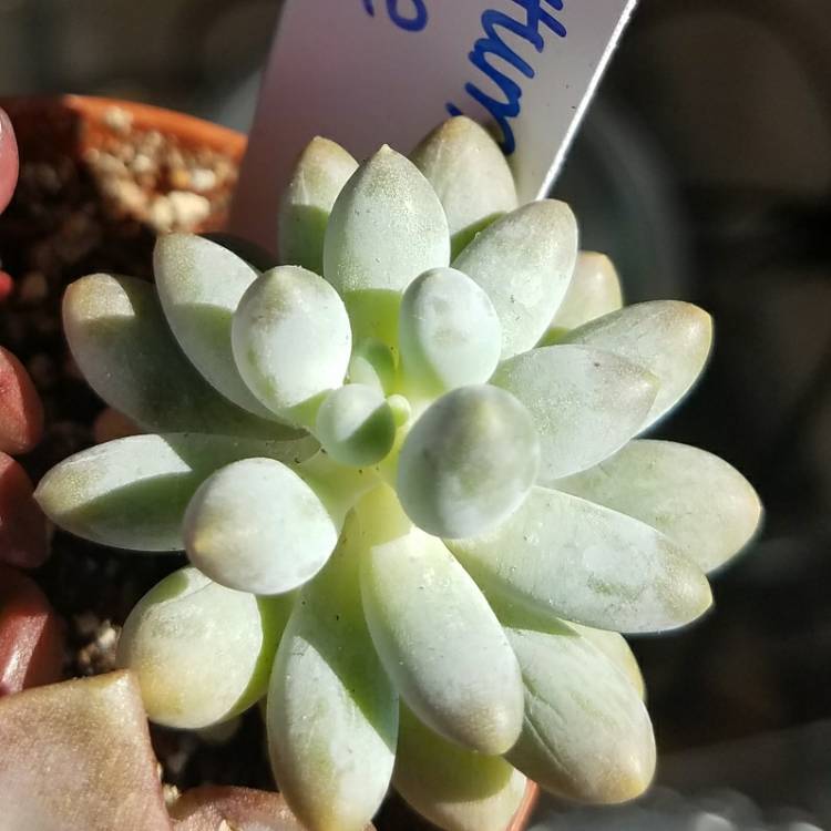 Plant image Pachyphytum machucae