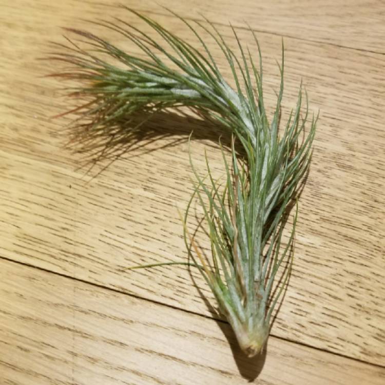 Plant image Tillandsia funckiana