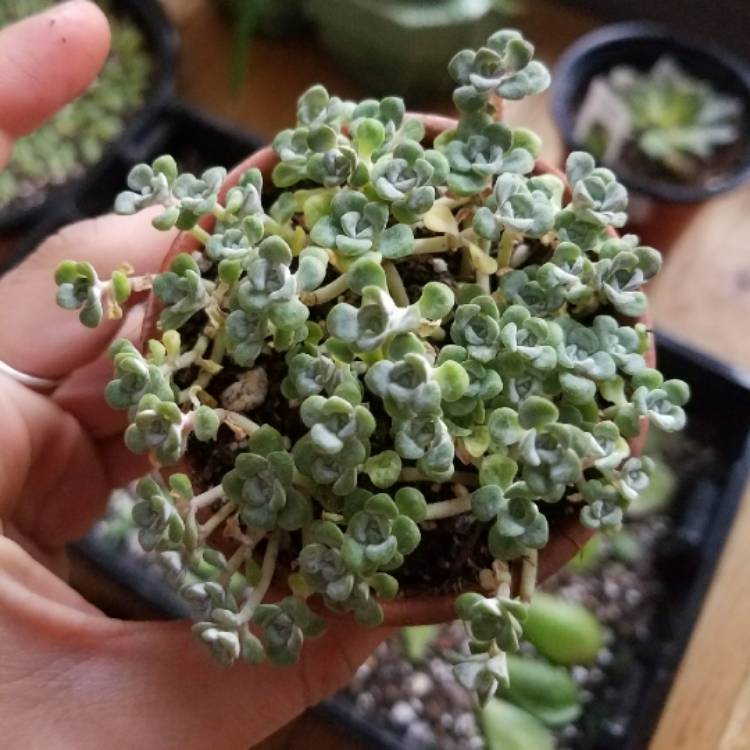 Plant image Sedum spurium 'Silver Blob'