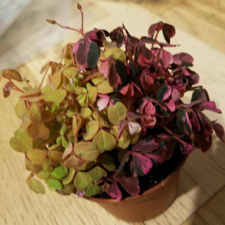 Plant image Oxalis 'Plum Crazy'