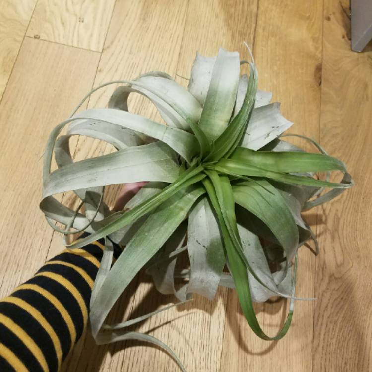 Plant image Tillandsia xerographica