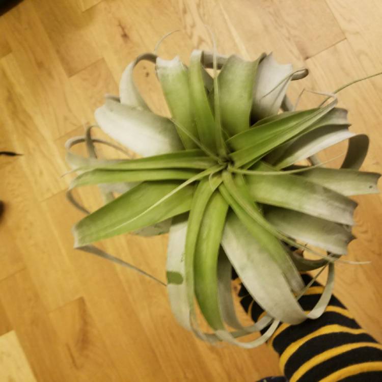 Plant image Tillandsia xerographica