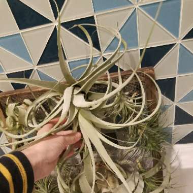 Tillandsia