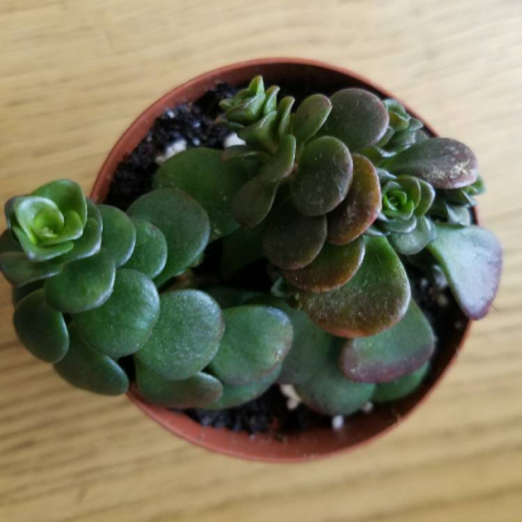 Plant image Sedum Tetractinum 'Coral Reef'