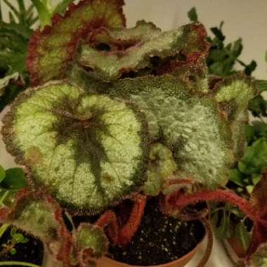 Begonia (Rex Cultorum Group)  syn. Begonia rex