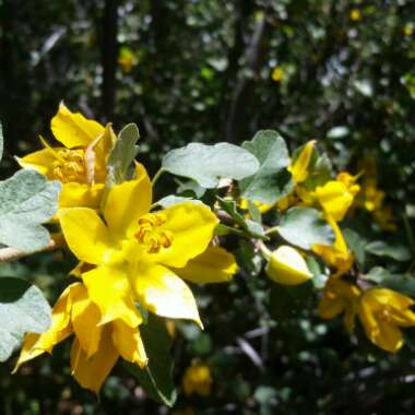 Fremontodendron californicum