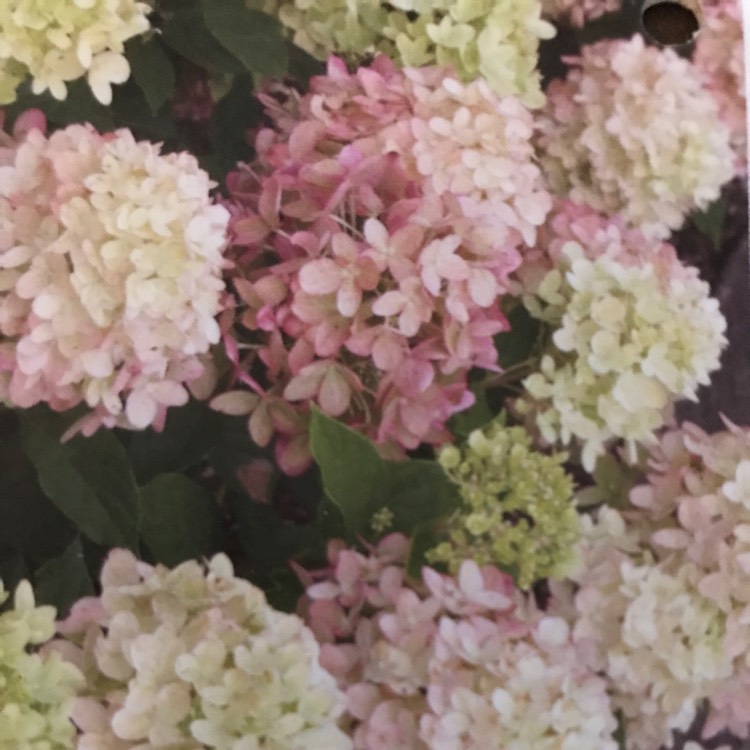 Plant image Hydrangea paniculata 'Jane' syn. Hydrangea paniculata 'Little Lime'