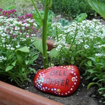 Plant image Capsicum 'Bellafina Red'