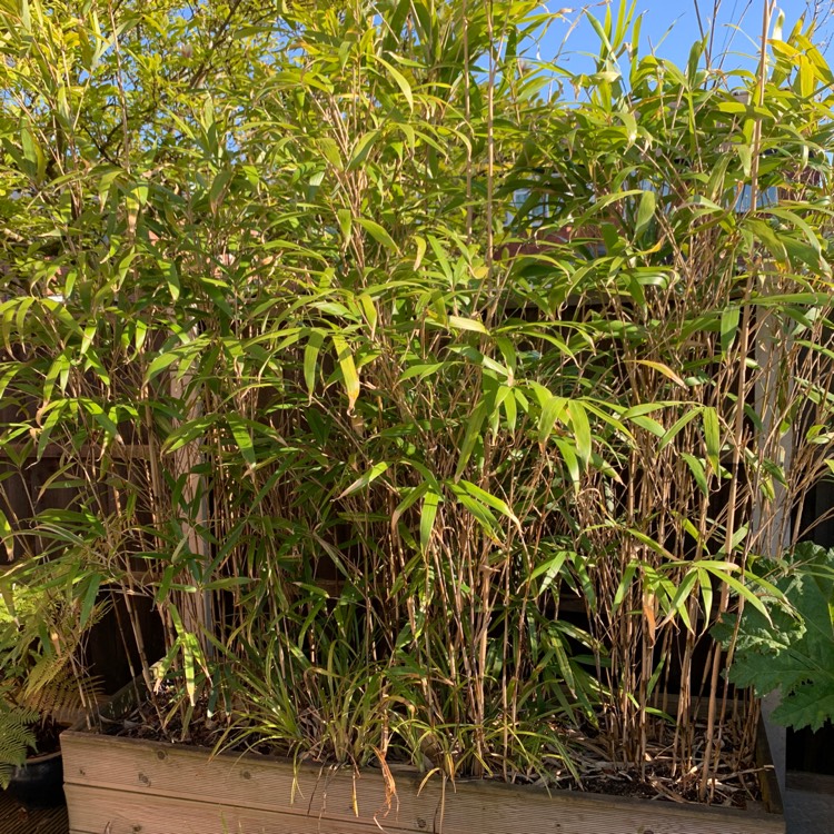 Plant image Pseudosasa japonica syn. Arundinaria japonica