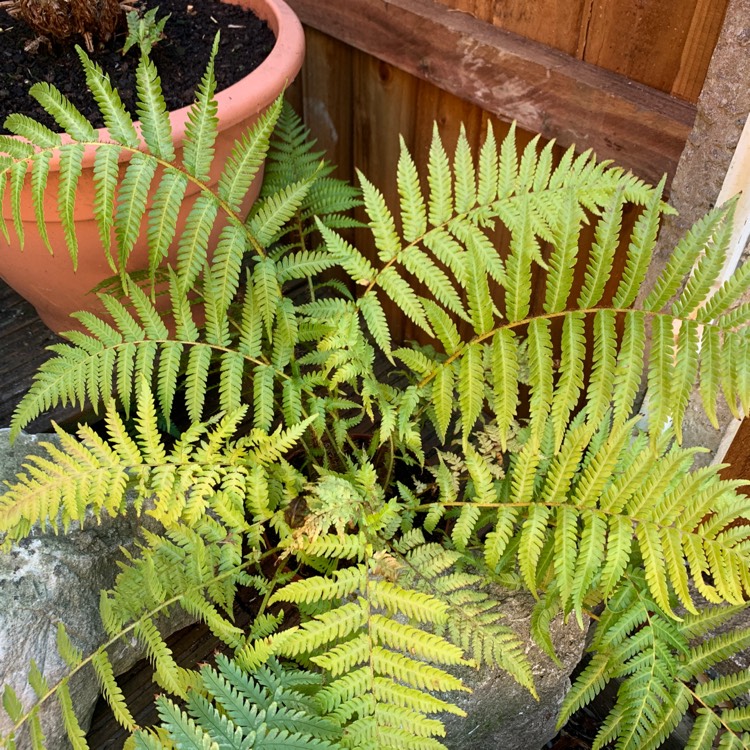 Plant image Cyathea cooperi syn. Alsophila cooperi