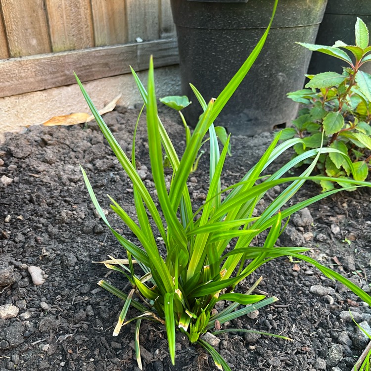 Plant image Carex morrowii 'Irish Green'