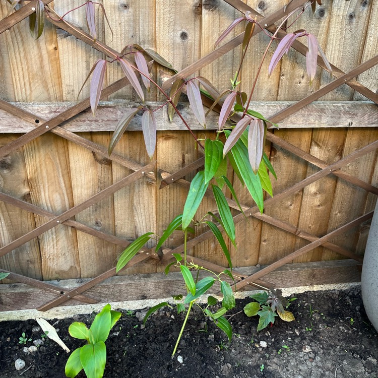 Plant image Clematis armandii syn. Clematis armandi var. biondiana