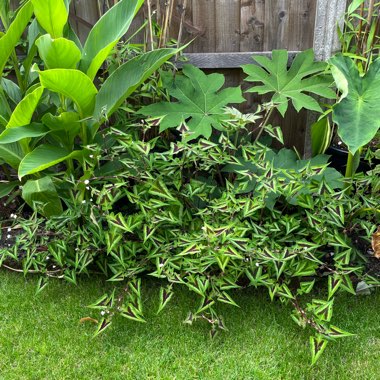 Persicaria 'Purple Fantasy'