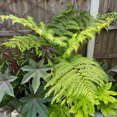 Hill Tree Fern