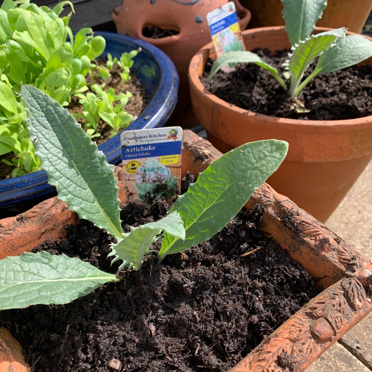 Plant image Cynara scolymus 'Green Globe'