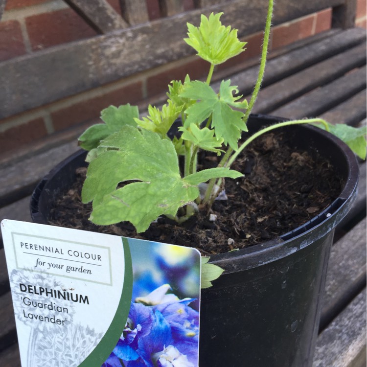 Plant image Delphinium 'Guardian Lavender' (Guardian Series)