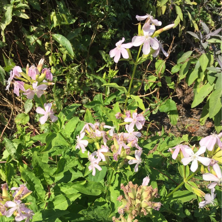 Plant image Saponaria officinalis 'Rosea Plena'