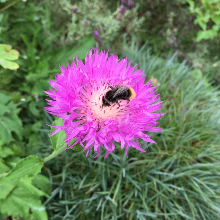 Plant image Scabiosa 'Pink Mist'