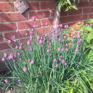 Allium schoenoprasum