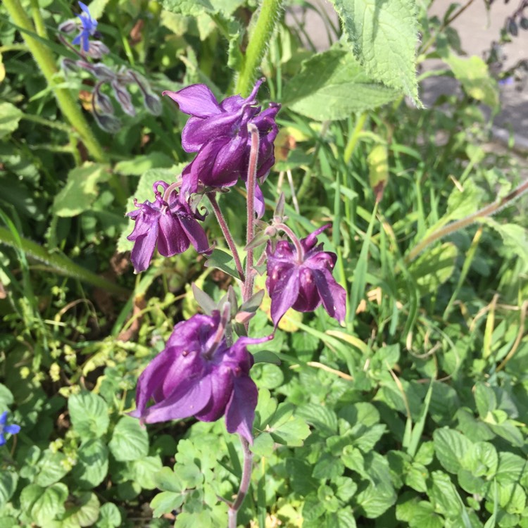 Plant image Aquilegia Caerulea