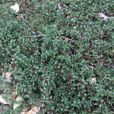 Thymus Herba Barona