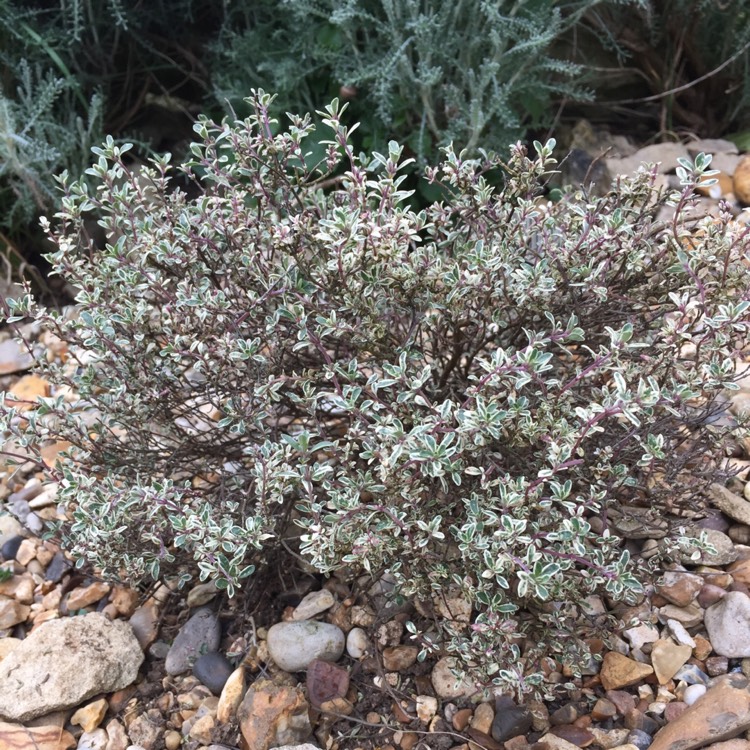 Plant image Thymus 'Silver Queen'