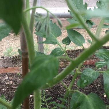 Solanum lycopersicum 'Roma'