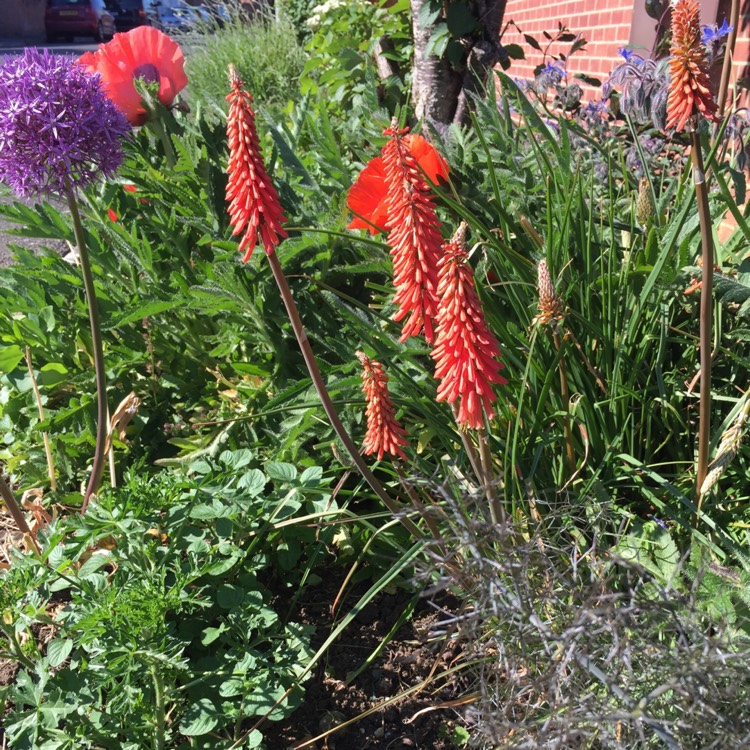 Plant image Kniphofia x praecox