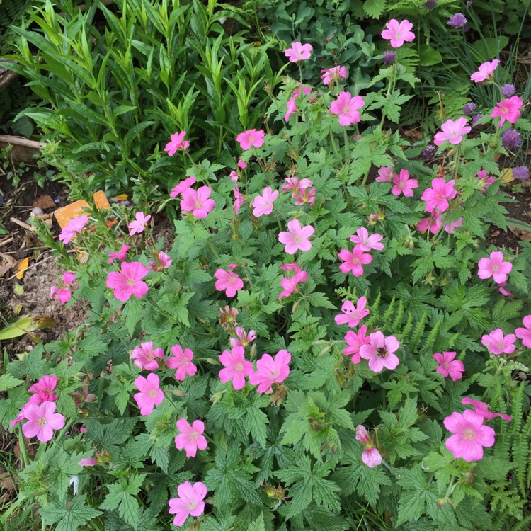 Plant image Geranium x riversleaianum 'Mavis Simpson'