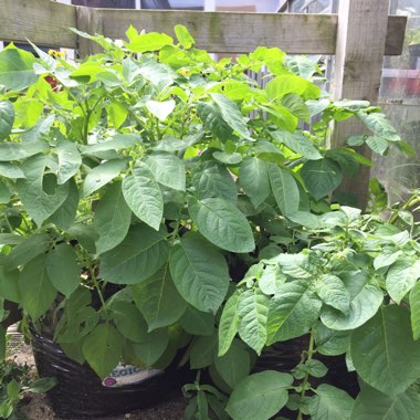 Solanum tuberosum 'Rocket'