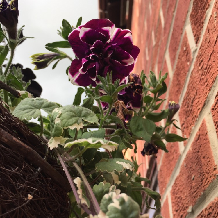 Plant image Petunia tumbelina 'Damson Ripple'