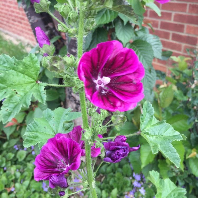 Plant image Malva sylvestris 'Mauritiana'