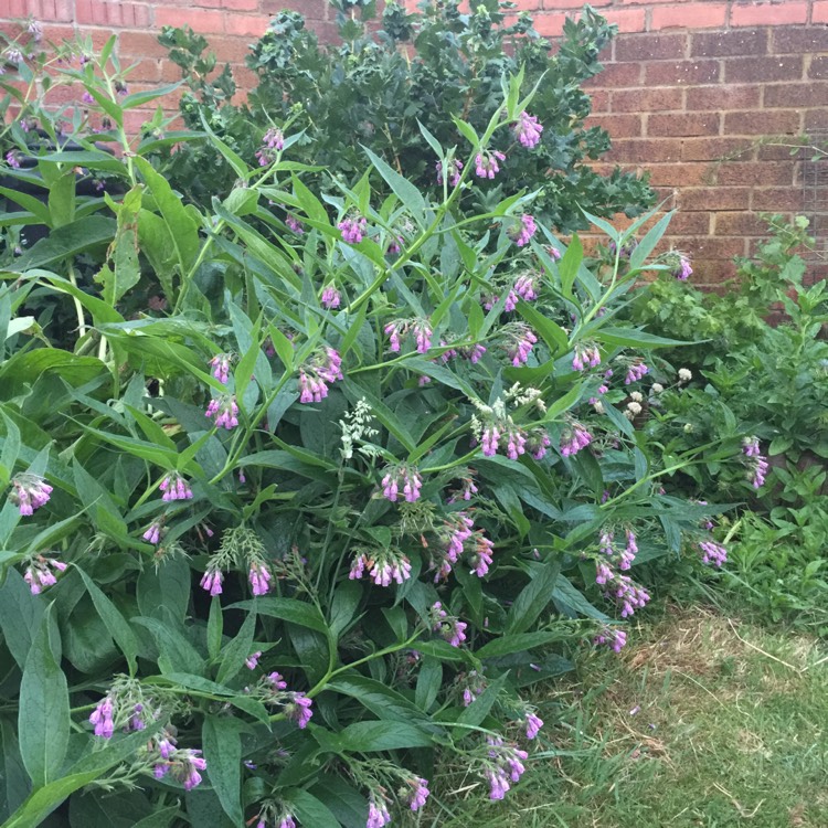 Plant image Symphytum 'Hidcote Blue'